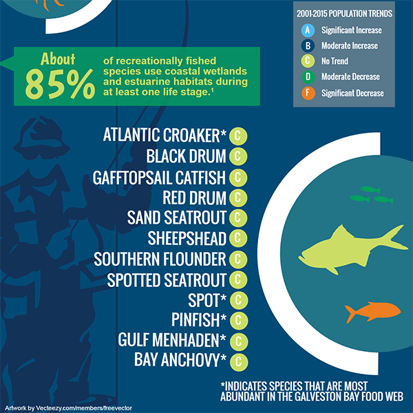 Galveston Fish Species Chart